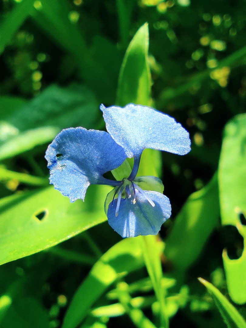 flores herbario