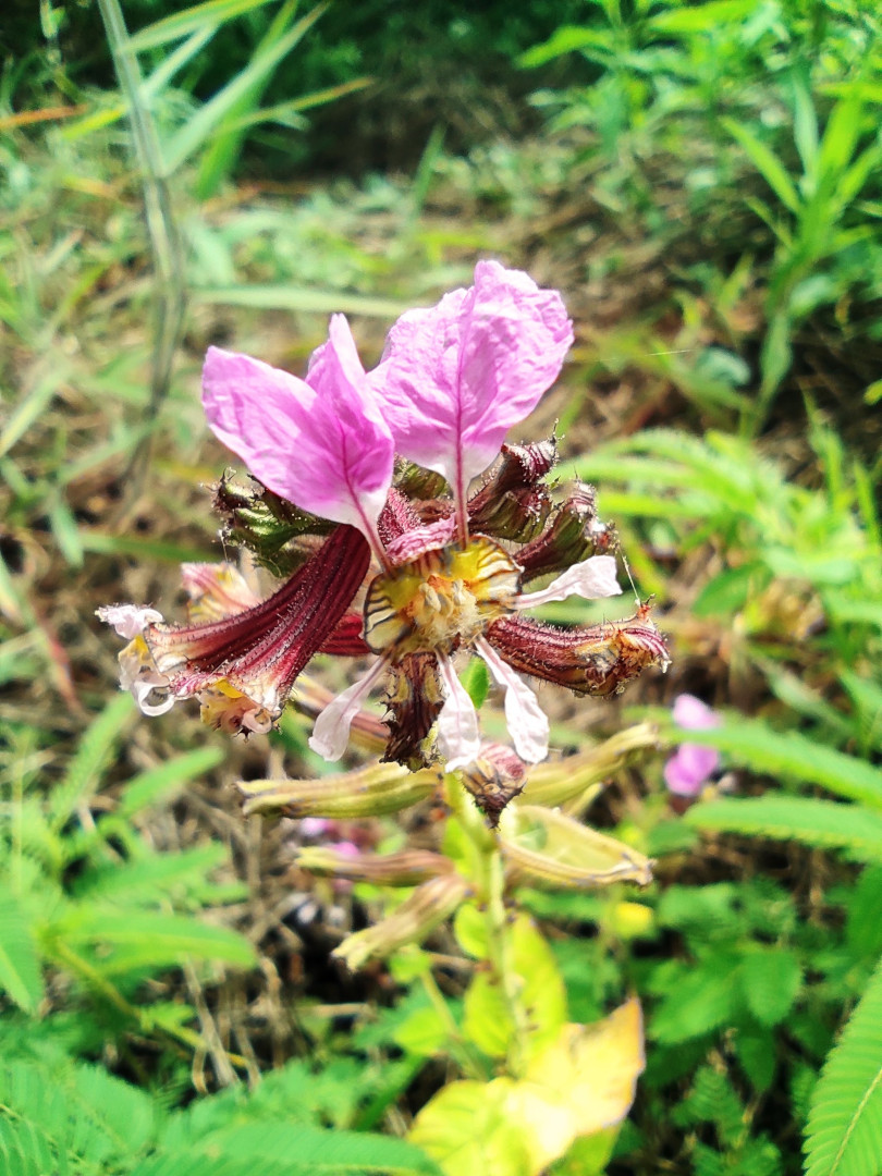 flores herbario